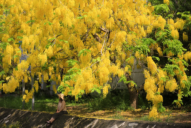 阿勃勒夏日的黃金雨(Golden shower tree Summer golden rain)。