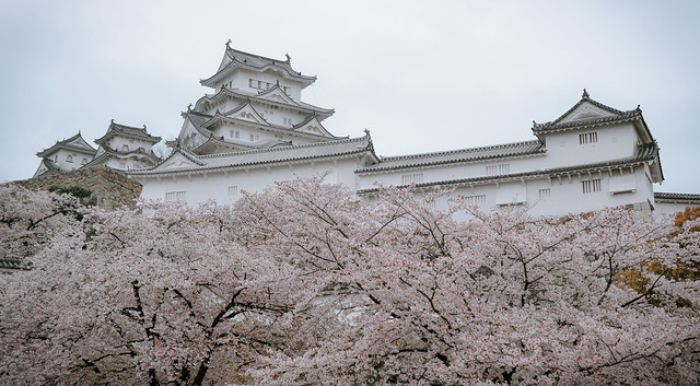 Cherry blossom (sakura) in Himeji Castle, Japan