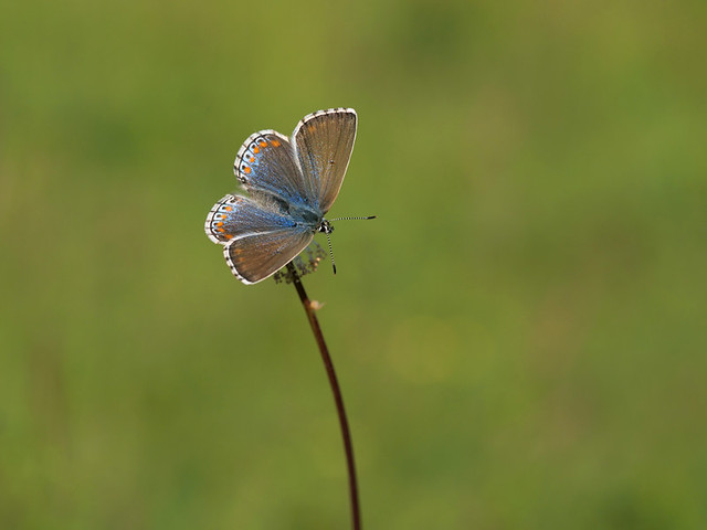 Female Adonis Blue Butterfly. No cropping.