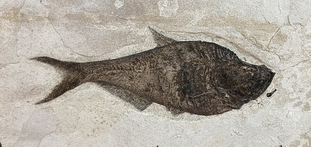 Extinct freshwater clupeomorph fish (†Diplomystus dentatus) fossil