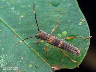 Longhorn beetle (Thranius bimaculatus) - P5209280