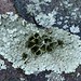 Bug crawl in the flowers. 4 pm,Glenburnie, Ontario. See descriptions.