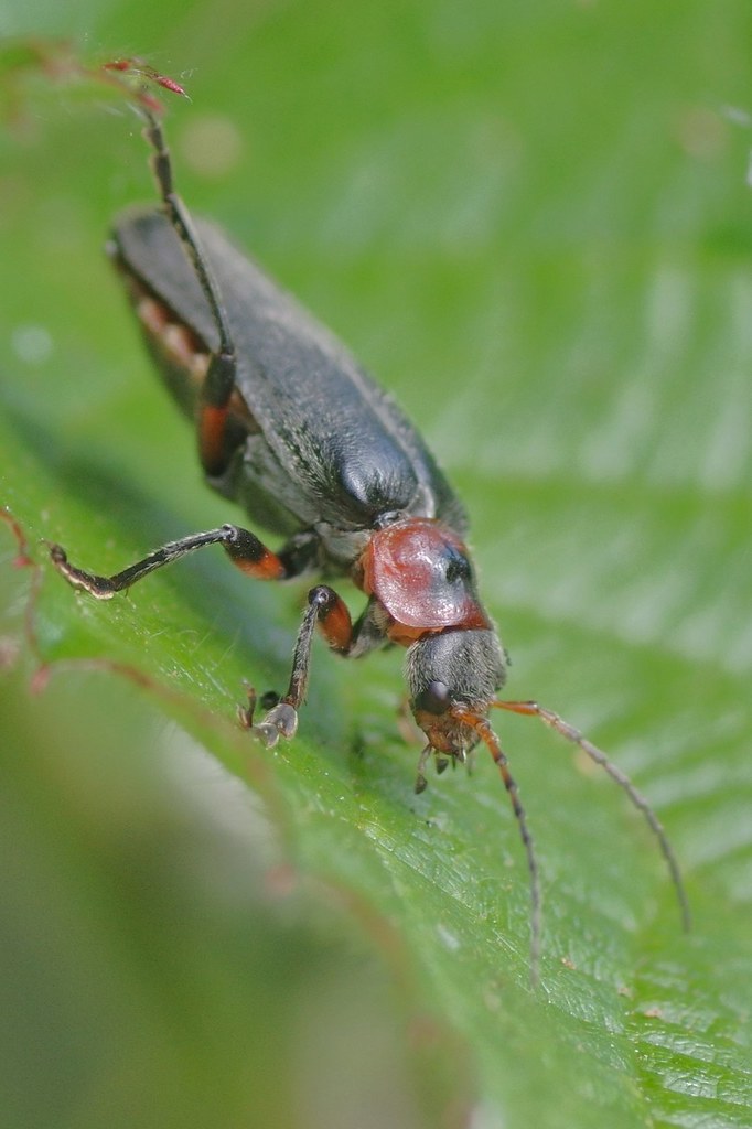 Soldier Beetle - Cantharis fusca