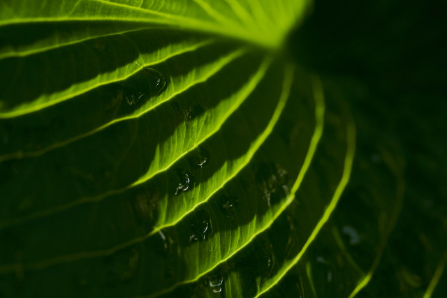 034960a- Almost Abstract - Hosta In Morning Light