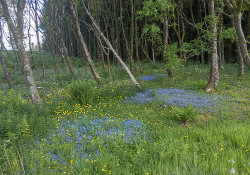 A landscape photo showing some woodland with blue flowers between the trees.