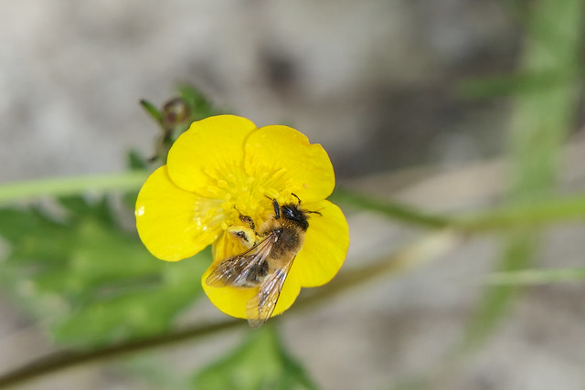 Busy bee in Buttercup.