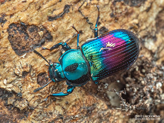Darkling beetle (Augolesthus sp.) - P5209340