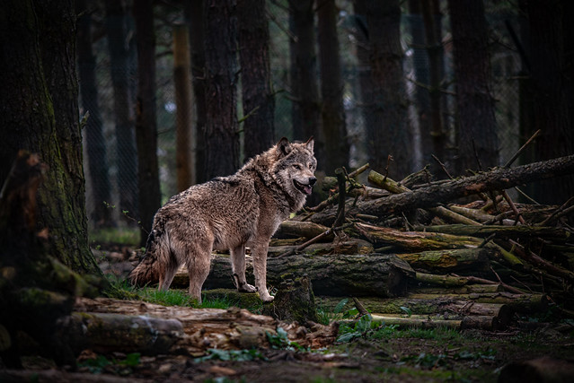 Wolves in the forests of Scotland