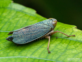 Leafhopper (Trinoridia sp.) - P5209330