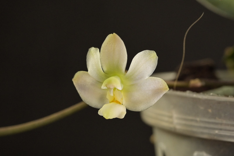 Phalaenopsis pulcherrima x finleyi (San Shia Swan) 52950282373_bd64df4bdc_c