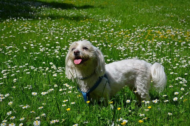6/12 Fela on daisy meadow :)