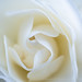 White Rose (I), 5.25.23