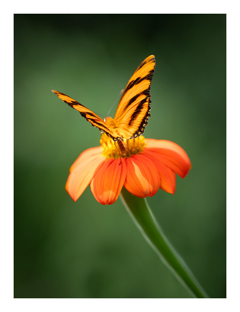 Orange Heliconian Butterfly