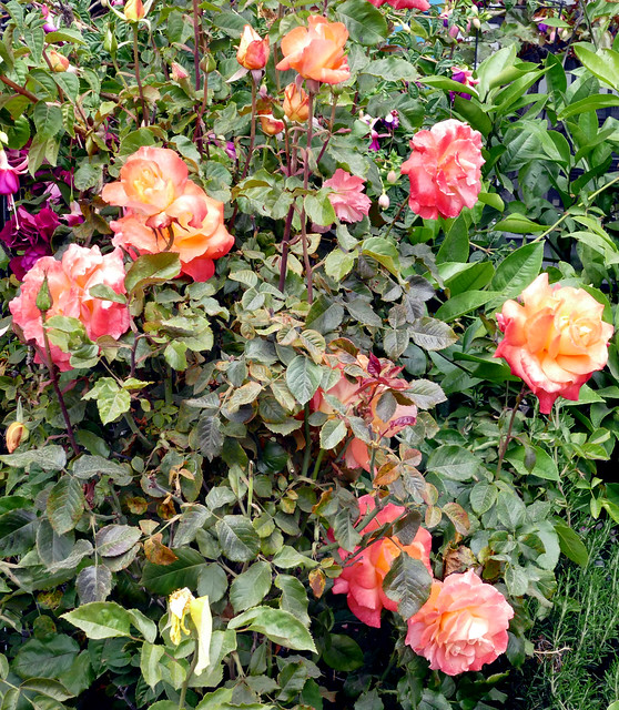 headed home after my carnaval parade outing; roses