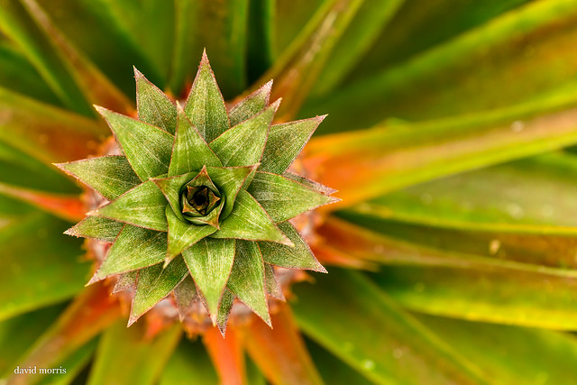 pineapple geometry