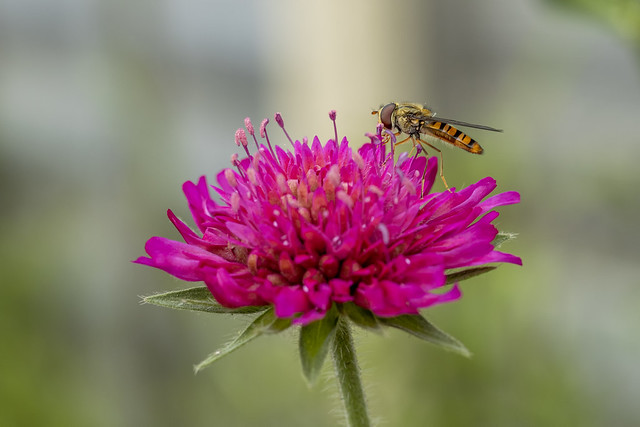 Red Scabious and Hoverfly