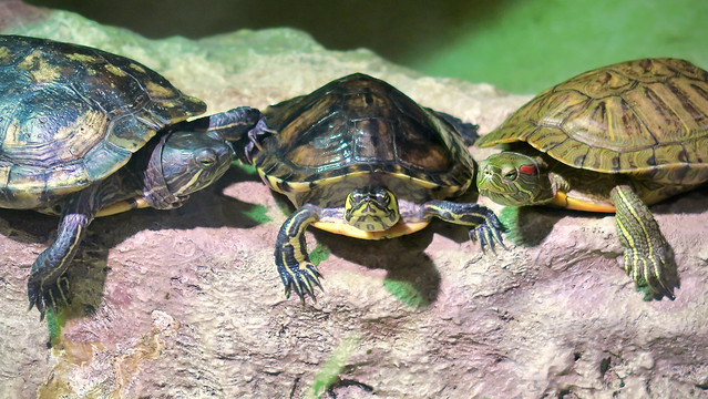 Turtle Trio