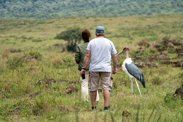 Ngorongoro Crater, Tanzania - March 12, 2023: Two tourists take photos of a Marabou Stork bird (defocused), getting too close to the wildlife on safari