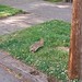 Not-so-stealthy bunny. Alameda, 27 May 2023