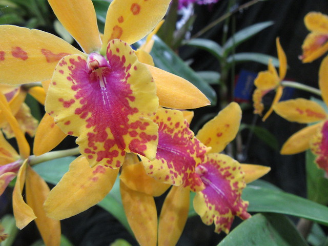 2023 Orchid Show103