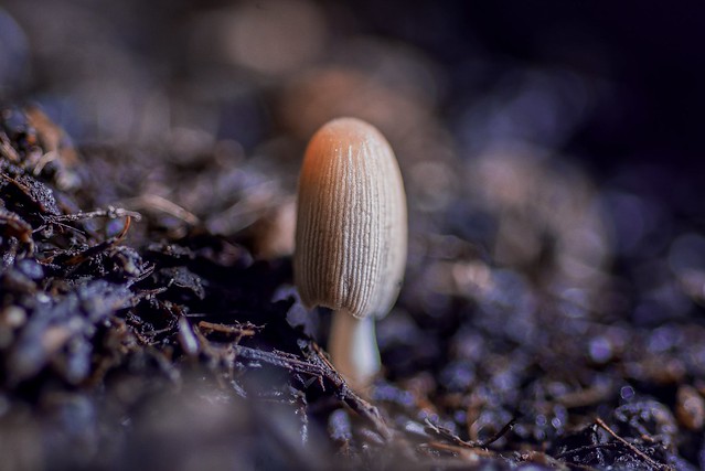 🍄 💜 Baby Mushroom! Tulosesus species. Explore 6/5/23