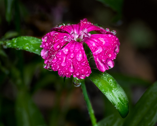 Water Drops on Flowers_7877
