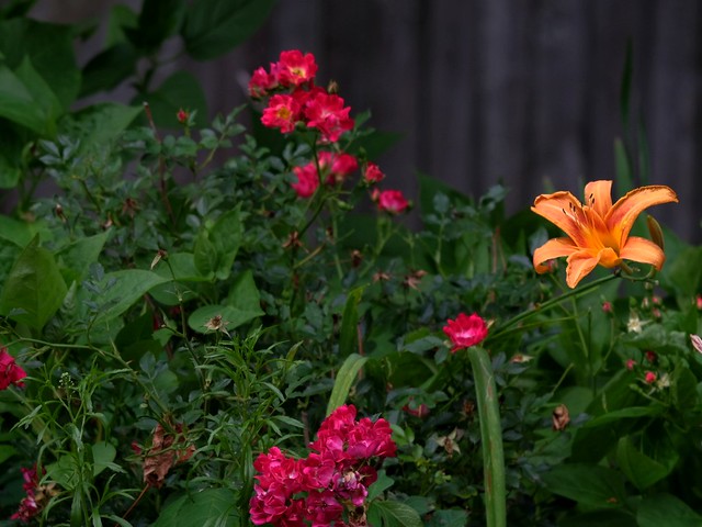 Garden Update - Lilies