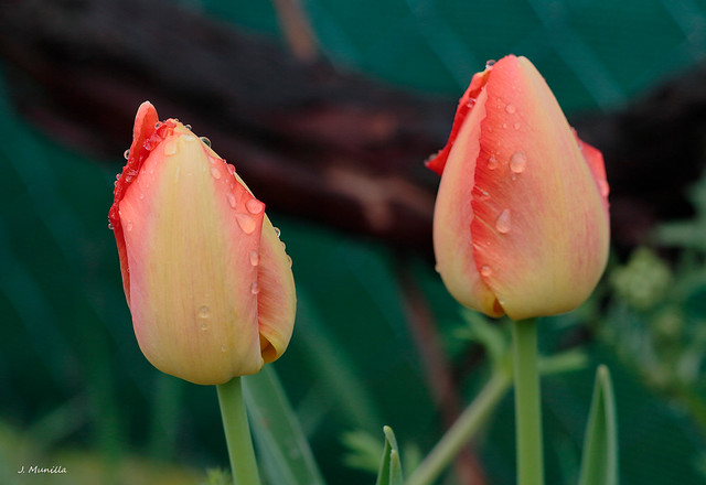 Tulipanes _MG_1767