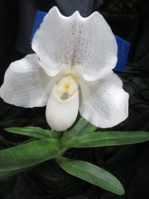 2023 Orchid Show93