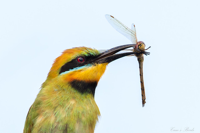 Rainbow Bee-eater - Explored June 5, 2023