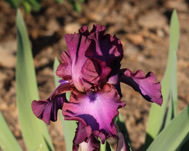 Tall bearded iris, variety unknown