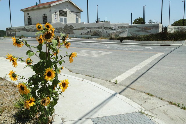 Roadside Sunflowers
