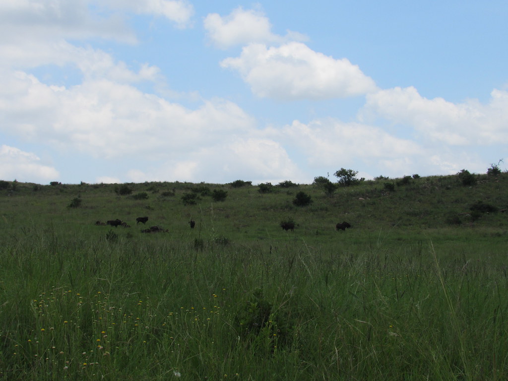 Wildebeest in Green Fields