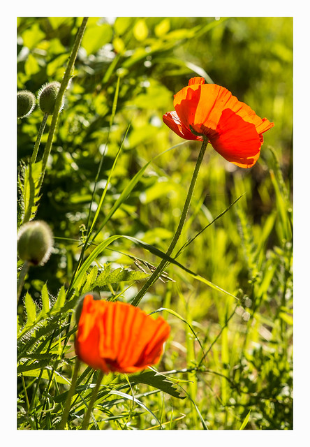 Poppies revisited