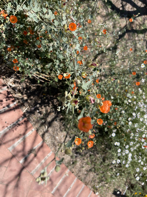Tucson Botanical Gardens Day