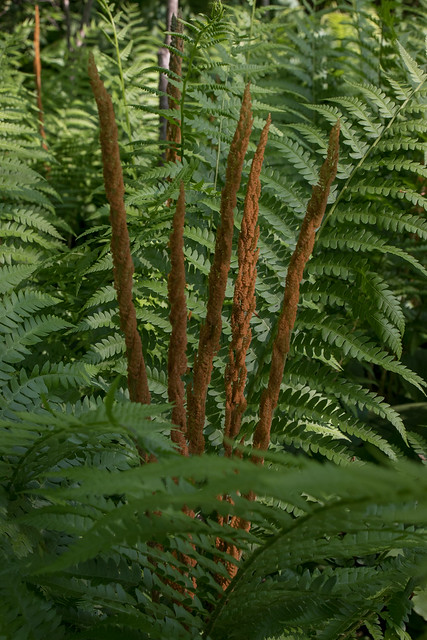 Cinnamon Fern (Osmundastrum cinnamomeum)