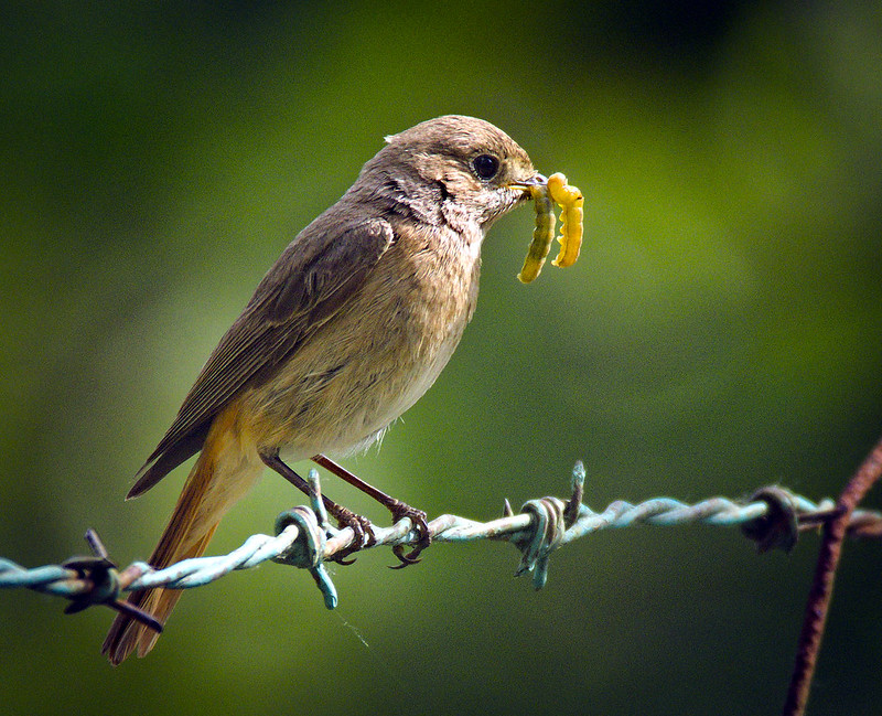Common Redstart flying