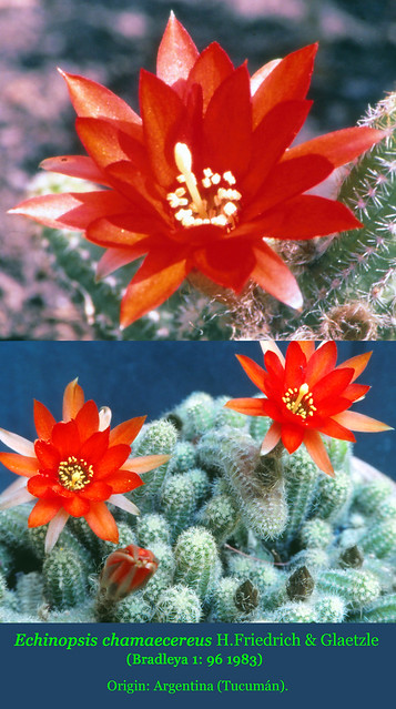 Echinopsis chamaecereus (collage)