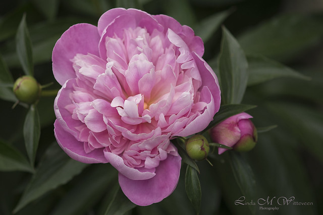 Like a peony, life is full of surprises and unexpected beauty