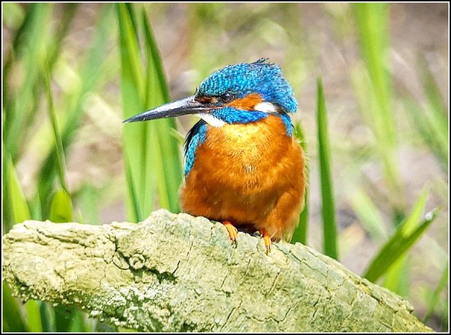 Beautiful Kingfisher ..