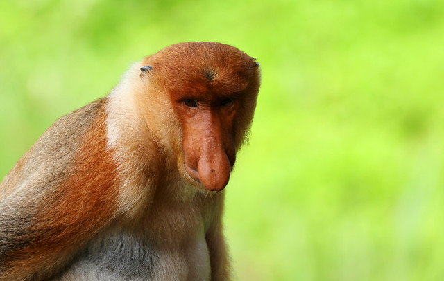 Male Proboscis monkey