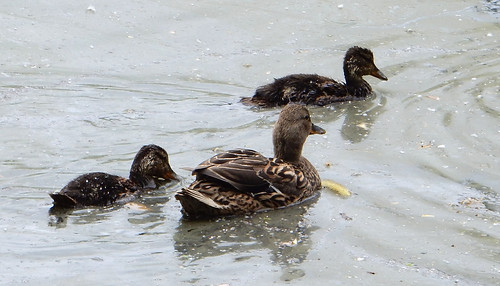 ducksducklings thesanctuary pond mallard hen ducklings hastingssunrise vancouver britishcolumbia canada hastingspark