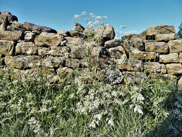 Dry Stone Wall, Swinton Estate, North Yorkshire