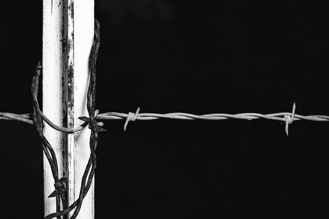 barbed wire, monochrome