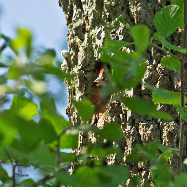 Woodpecker youngling