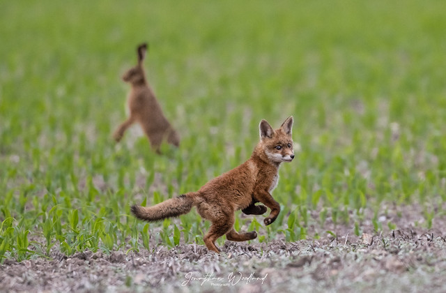 Fox Cub , Norfolk.