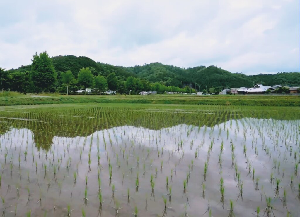 Rice Field-Tamba Sasayama-Japan