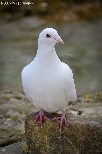 Weisse Taube / White Dove