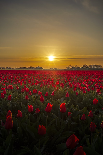 Tulips 2023 [NL]