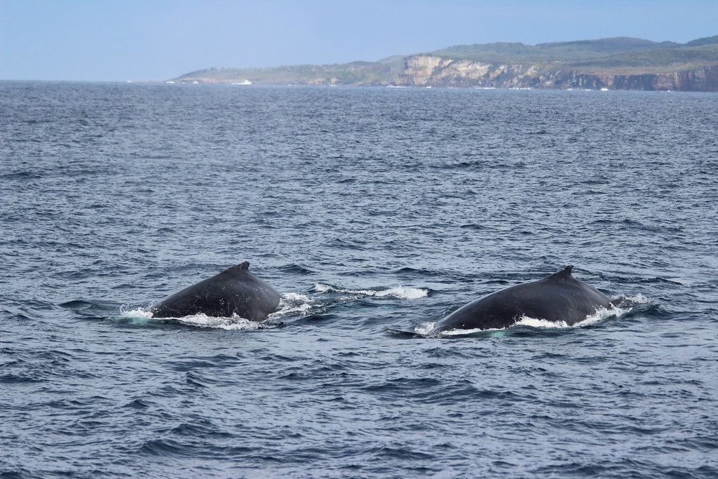 Two whales 4
